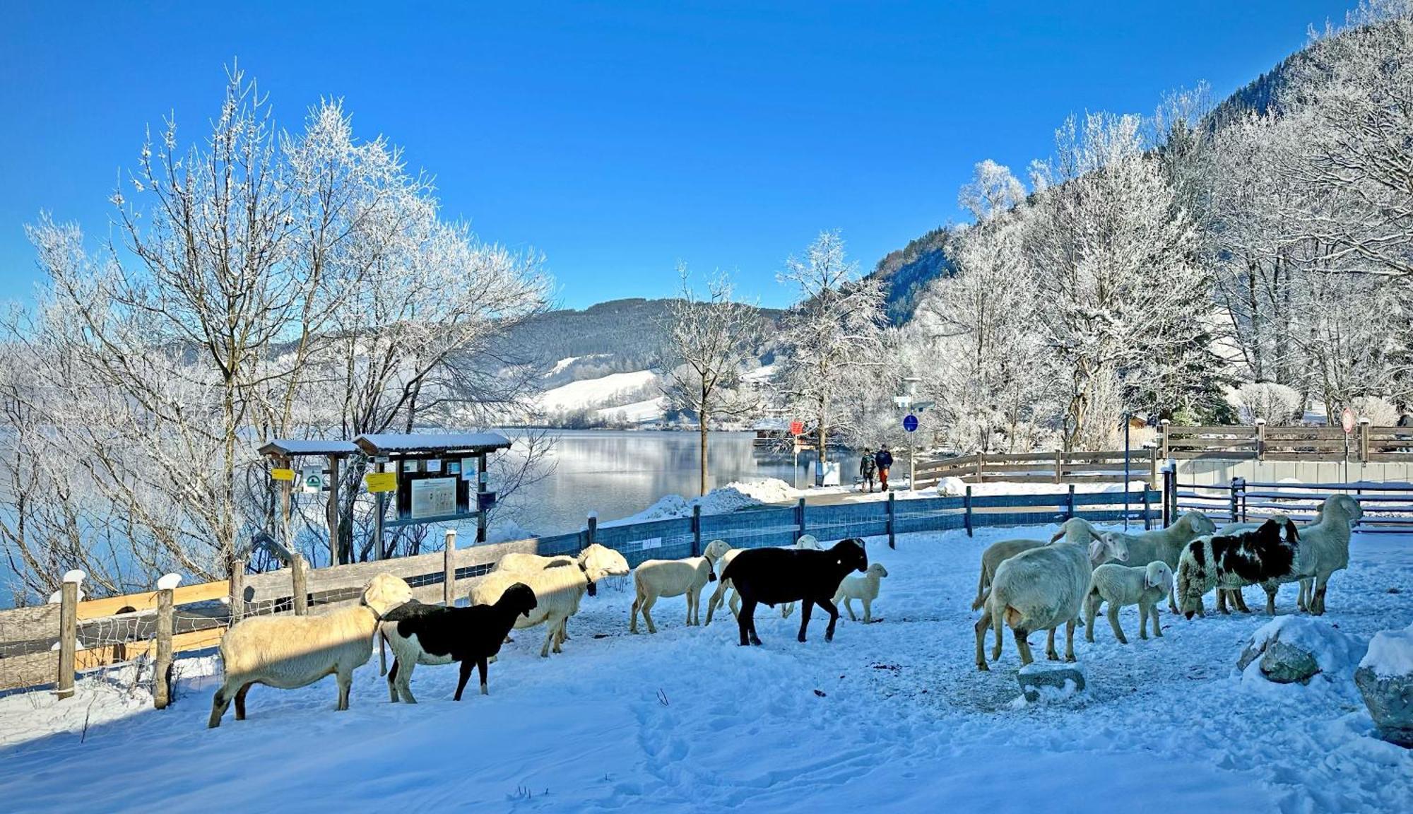 Der Anderlbauer Am See ชลีเอร์ซี ภายนอก รูปภาพ
